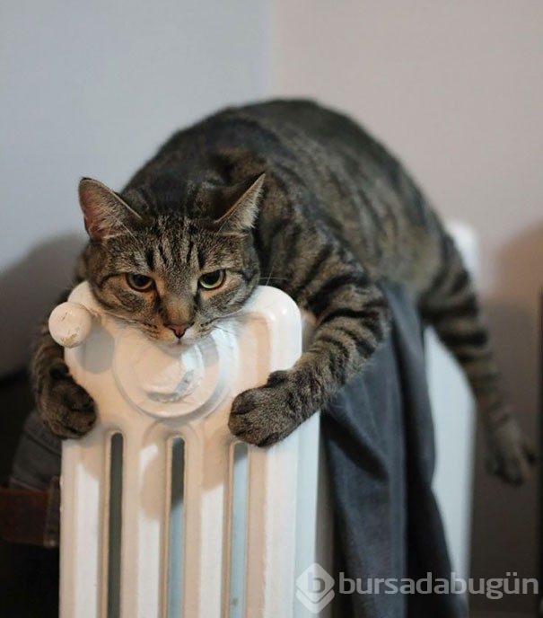 Sıcağa karşı zaafı olan 29 keyifçi kedi
