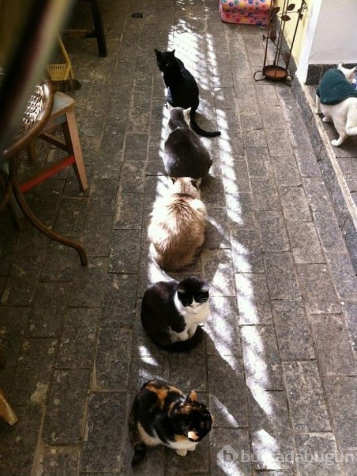 Sıcağa karşı zaafı olan 29 keyifçi kedi
