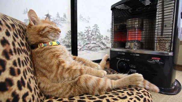 Sıcağa karşı zaafı olan 29 keyifçi kedi
