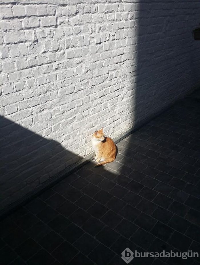 Sıcağa karşı zaafı olan 29 keyifçi kedi
