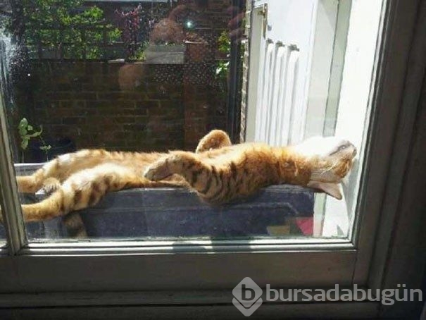 Sıcağa karşı zaafı olan 29 keyifçi kedi
