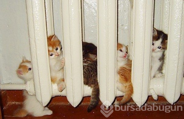 Sıcağa karşı zaafı olan 29 keyifçi kedi

