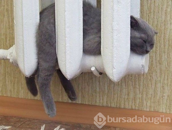 Sıcağa karşı zaafı olan 29 keyifçi kedi
