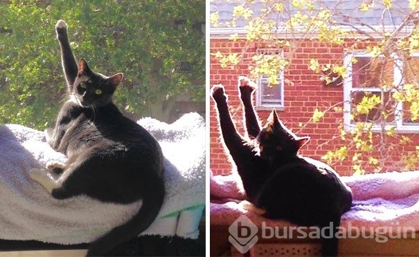 Sıcağa karşı zaafı olan 29 keyifçi kedi
