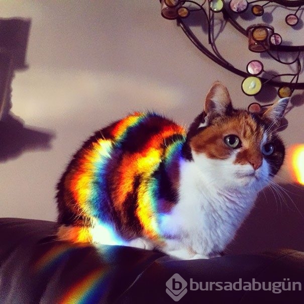 Sıcağa karşı zaafı olan 29 keyifçi kedi
