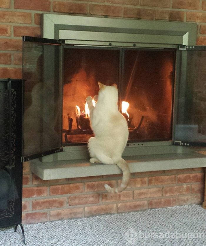 Sıcağa karşı zaafı olan 29 keyifçi kedi
