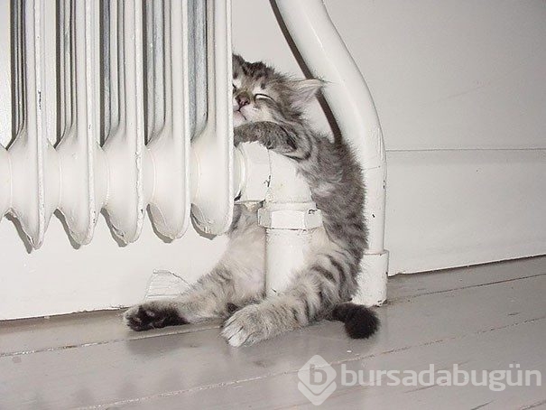 Sıcağa karşı zaafı olan 29 keyifçi kedi
