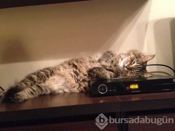 Sıcağa karşı zaafı olan 29 keyifçi kedi
