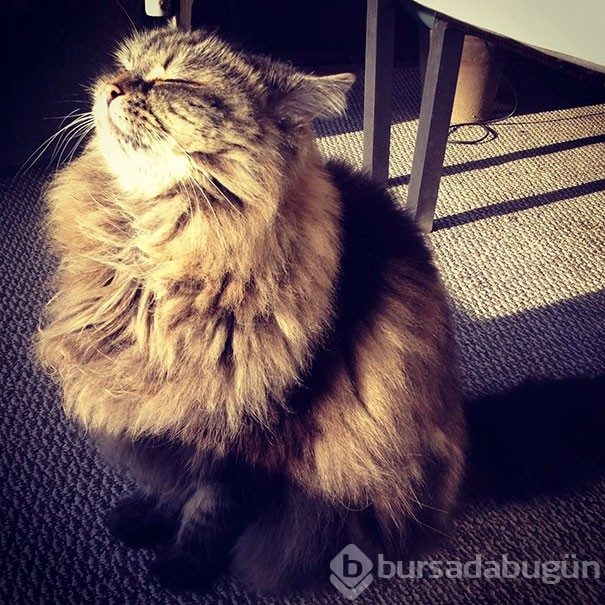 Sıcağa karşı zaafı olan 29 keyifçi kedi
