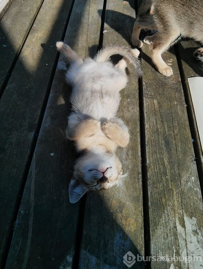 Sıcağa karşı zaafı olan 29 keyifçi kedi
