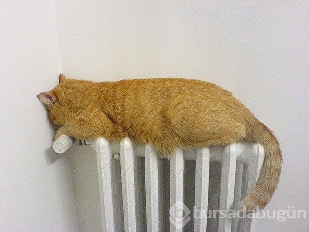 Sıcağa karşı zaafı olan 29 keyifçi kedi
