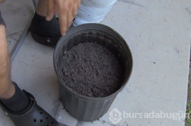 Saksının içine dört dilim domates koydu... Sonuç şaşırtıcı
