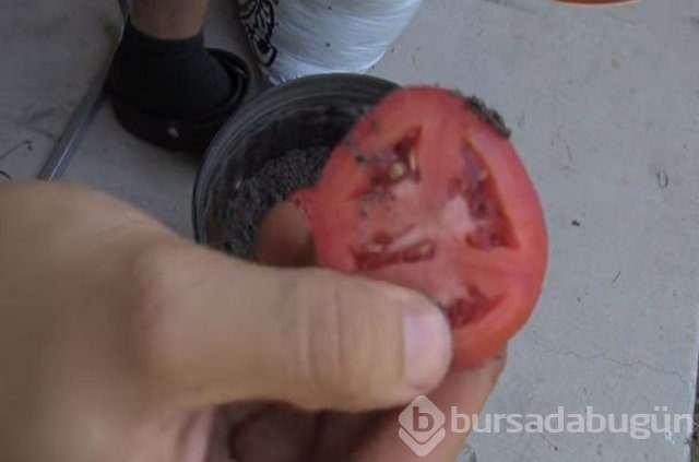 Saksının içine dört dilim domates koydu... Sonuç şaşırtıcı
