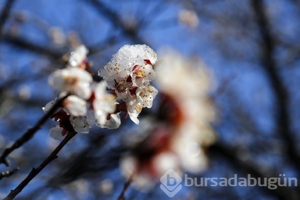 Çiçekler buz açtı