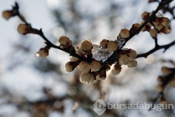 Çiçekler buz açtı