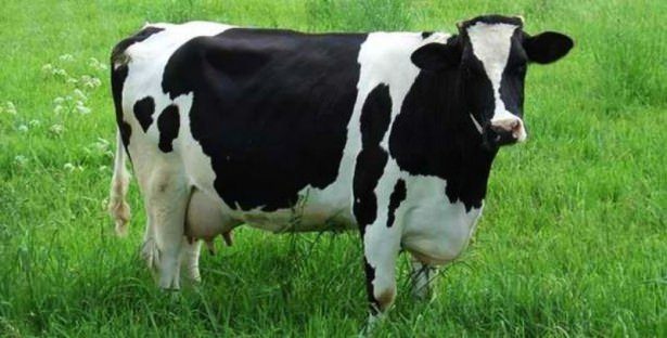 İnsanları en çok öldüren hayvanlar