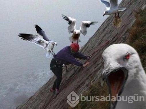 İnsanları en çok öldüren hayvanlar