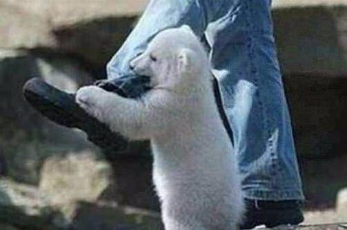İnsanları en çok öldüren hayvanlar