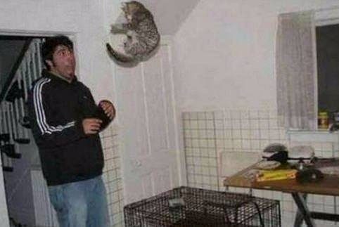İnsanları en çok öldüren hayvanlar
