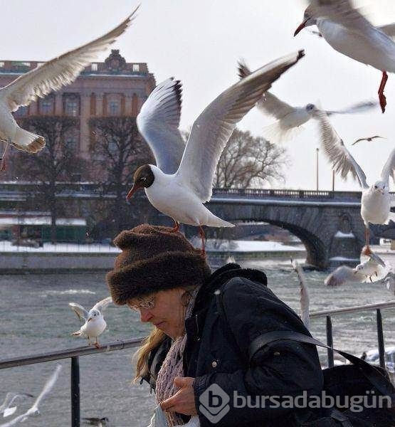 İnsanları en çok öldüren hayvanlar
