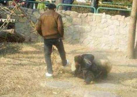 İnsanları en çok öldüren hayvanlar