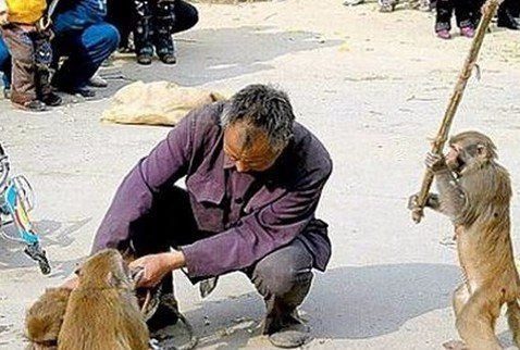 İnsanları en çok öldüren hayvanlar