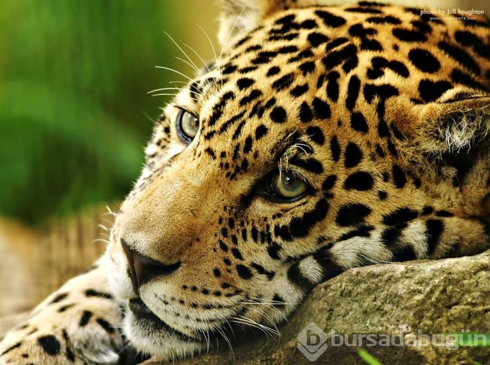 Jaguar nasıl bir hayvandır?