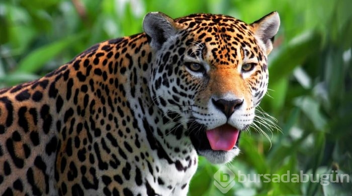 Jaguar nasıl bir hayvandır?