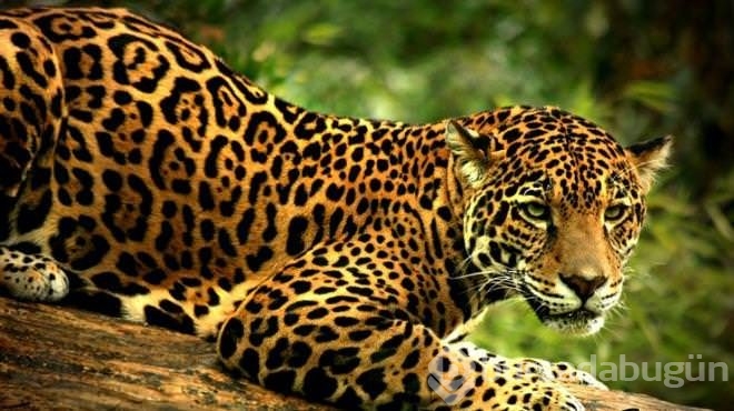 Jaguar nasıl bir hayvandır?