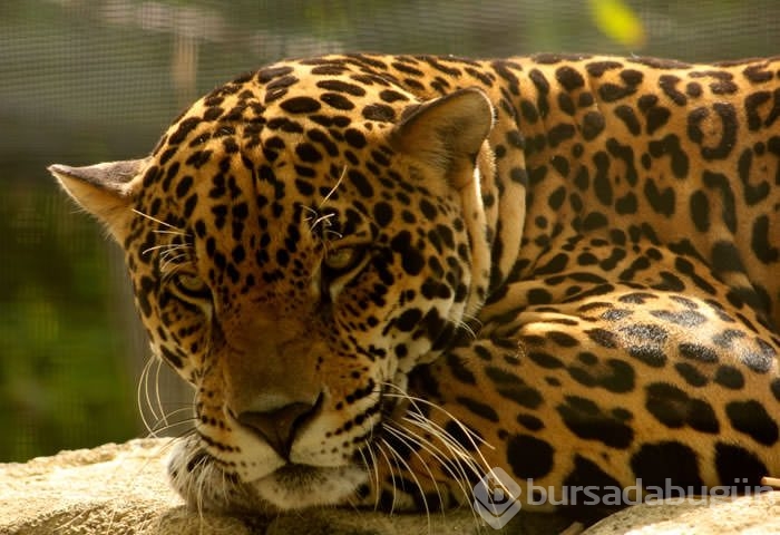 Jaguar nasıl bir hayvandır?