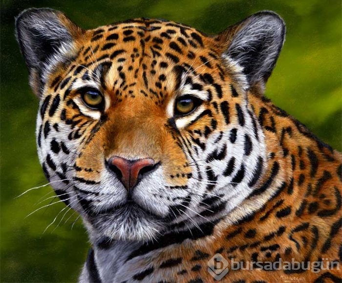 Jaguar nasıl bir hayvandır?
