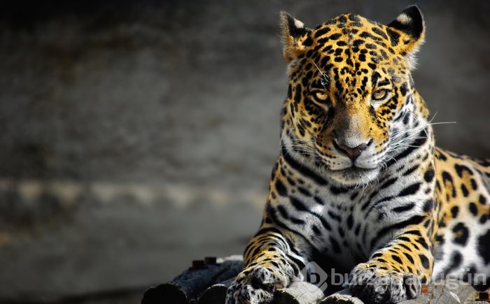 Jaguar nasıl bir hayvandır?