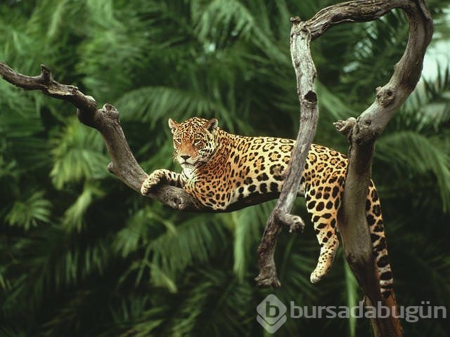 Jaguar nasıl bir hayvandır?