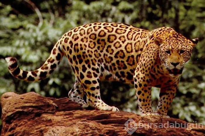 Jaguar nasıl bir hayvandır?