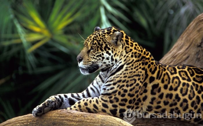 Jaguar nasıl bir hayvandır?