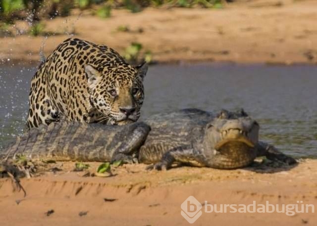 Jaguar nasıl bir hayvandır?