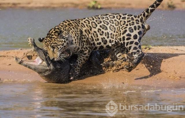 Jaguar nasıl bir hayvandır?