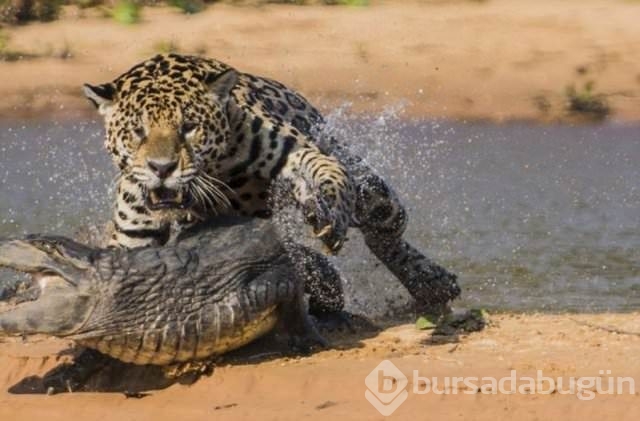 Jaguar nasıl bir hayvandır?