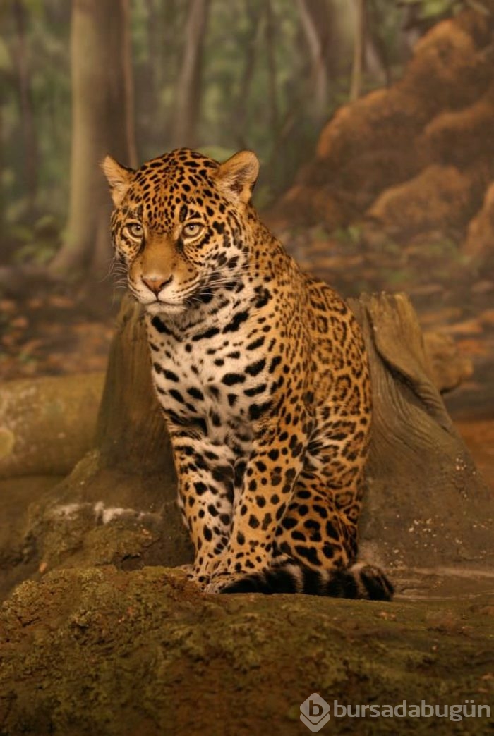 Jaguar nasıl bir hayvandır?