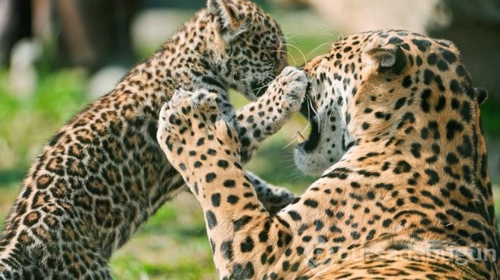Jaguar nasıl bir hayvandır?