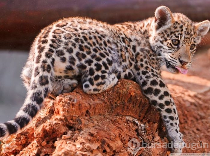 Jaguar nasıl bir hayvandır?