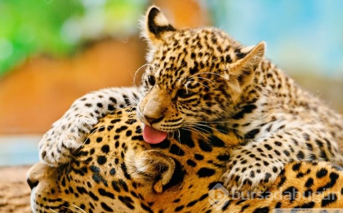 Jaguar nasıl bir hayvandır?