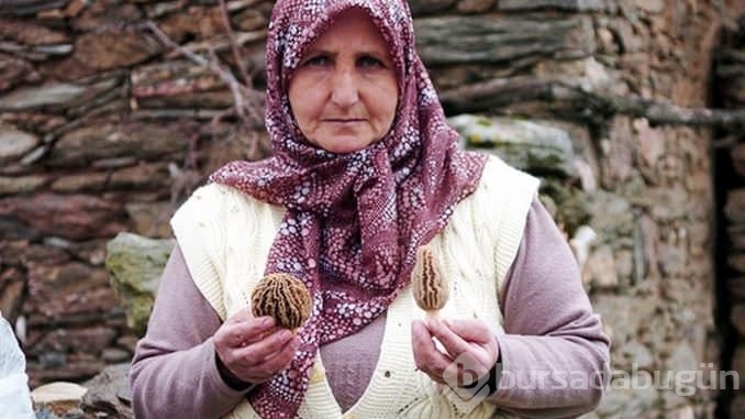 Kuzu göbeği mantarı sezonu açıldı