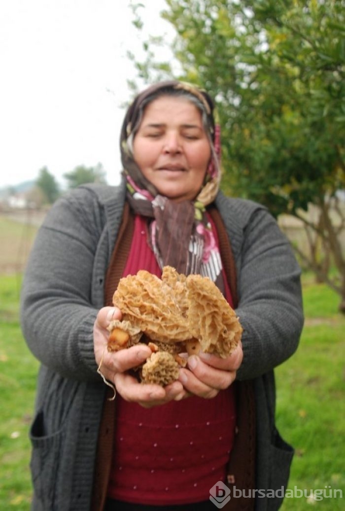 Kuzu göbeği mantarı sezonu açıldı