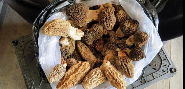 Kuzu göbeği mantarı sezonu açıldı