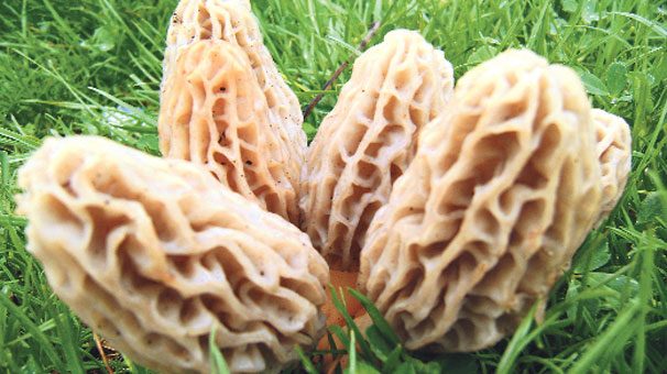Kuzu göbeği mantarı sezonu açıldı