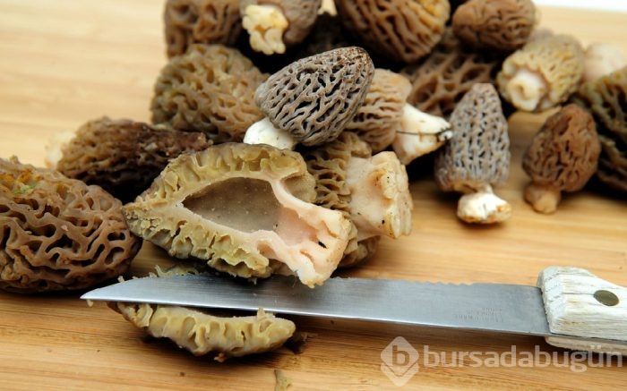 Kuzu göbeği mantarı sezonu açıldı