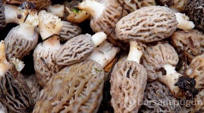 Kuzu göbeği mantarı sezonu açıldı