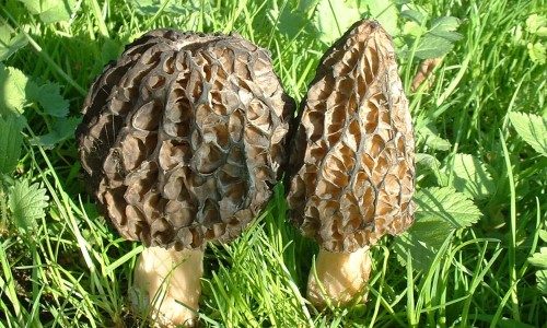 Kuzu göbeği mantarı sezonu açıldı