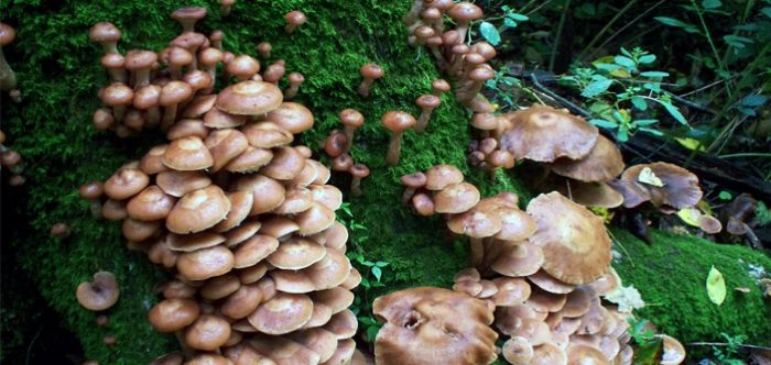 Kuzu göbeği mantarı sezonu açıldı